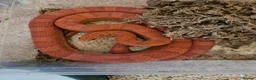 Corn Snake reptiles for sale: Various Corn Snakes for Sale - Advert 1