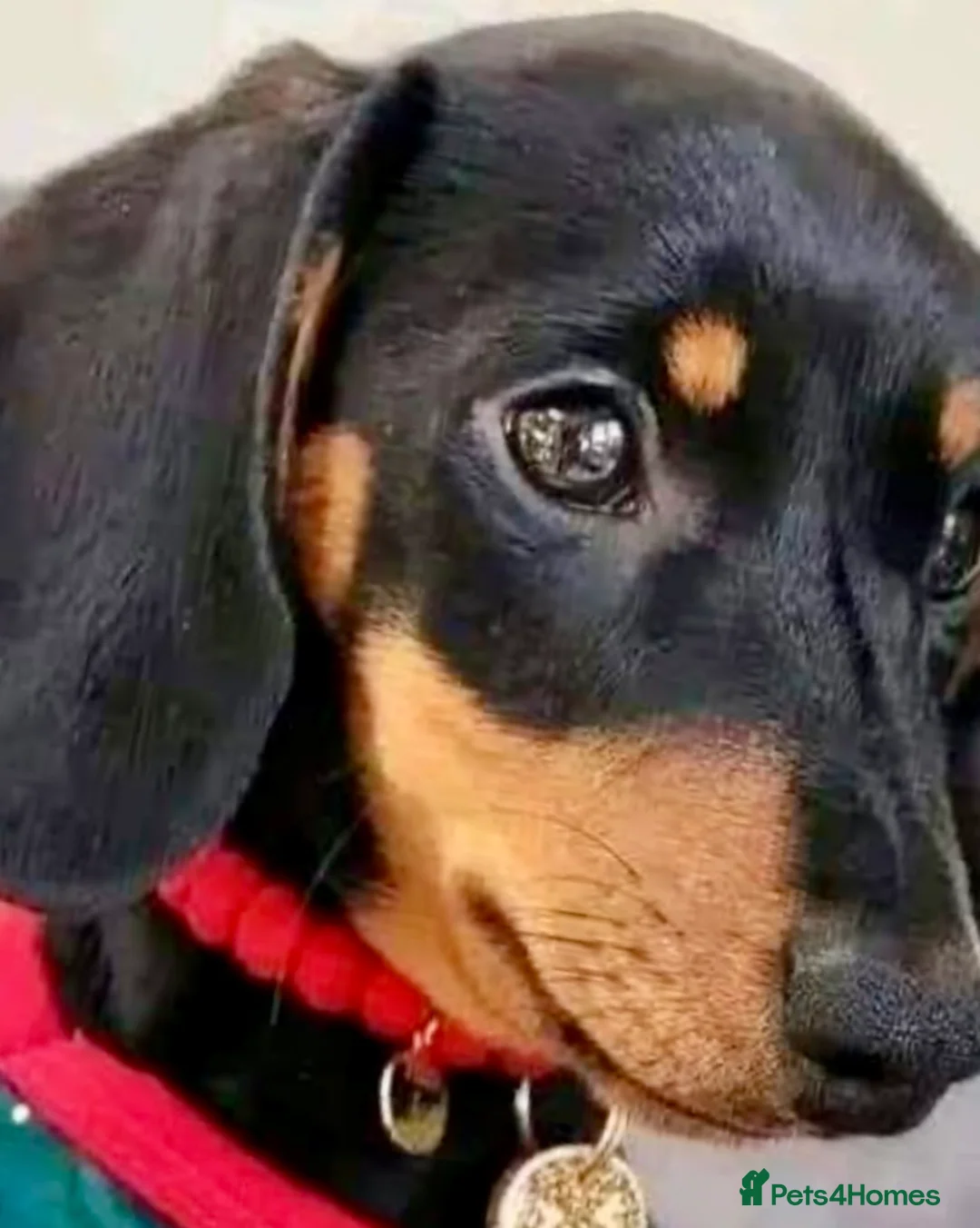 Miniature Dachshund dogs for stud: STUD 2 KC registered Miniature Dachshunds  - Advert 5