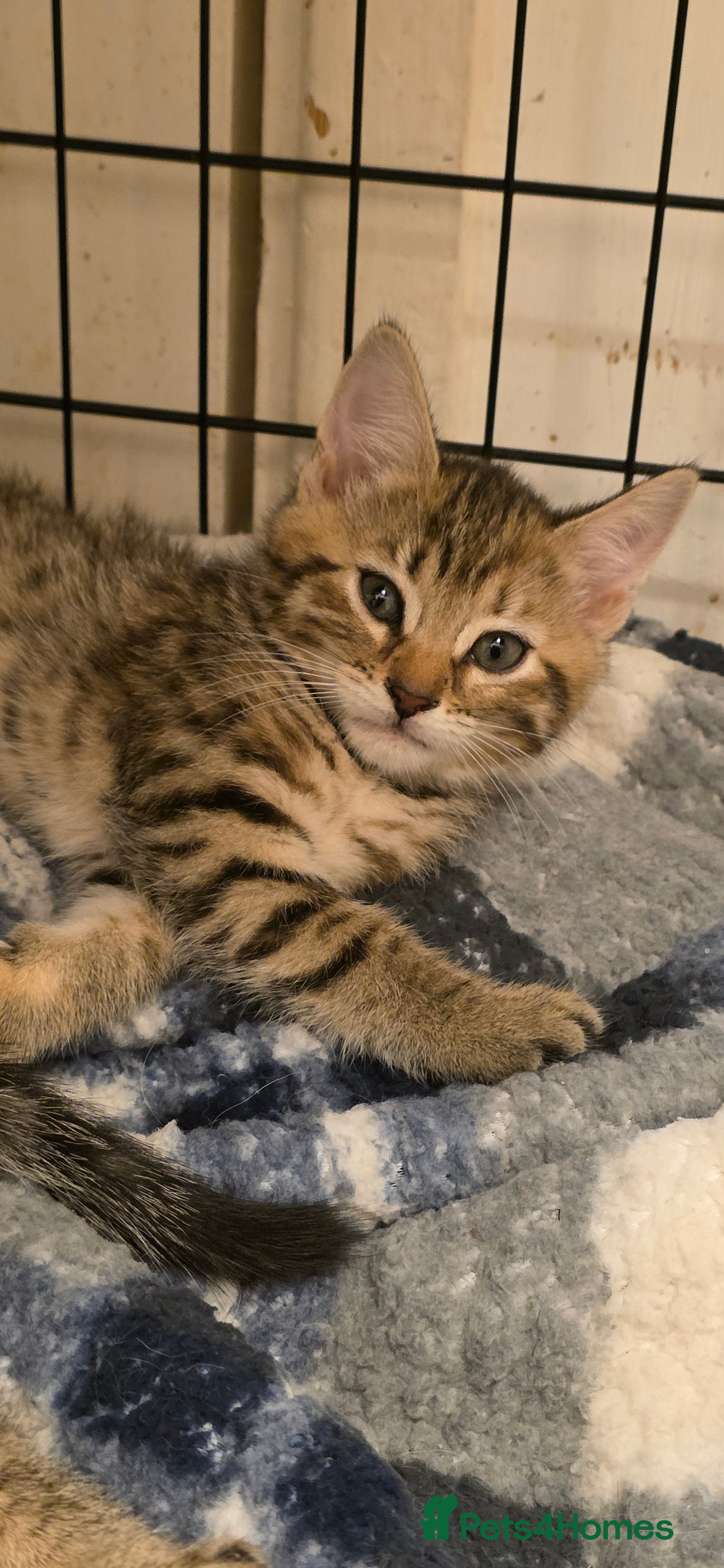 Mixed Breed cats Kittens  - Advert 1