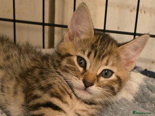 Mixed Breed cats Kittens - Advert 5