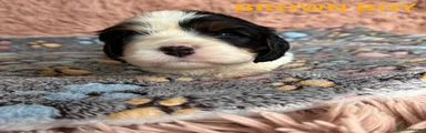 Cavalier King Charles Spaniel - Orange Boy