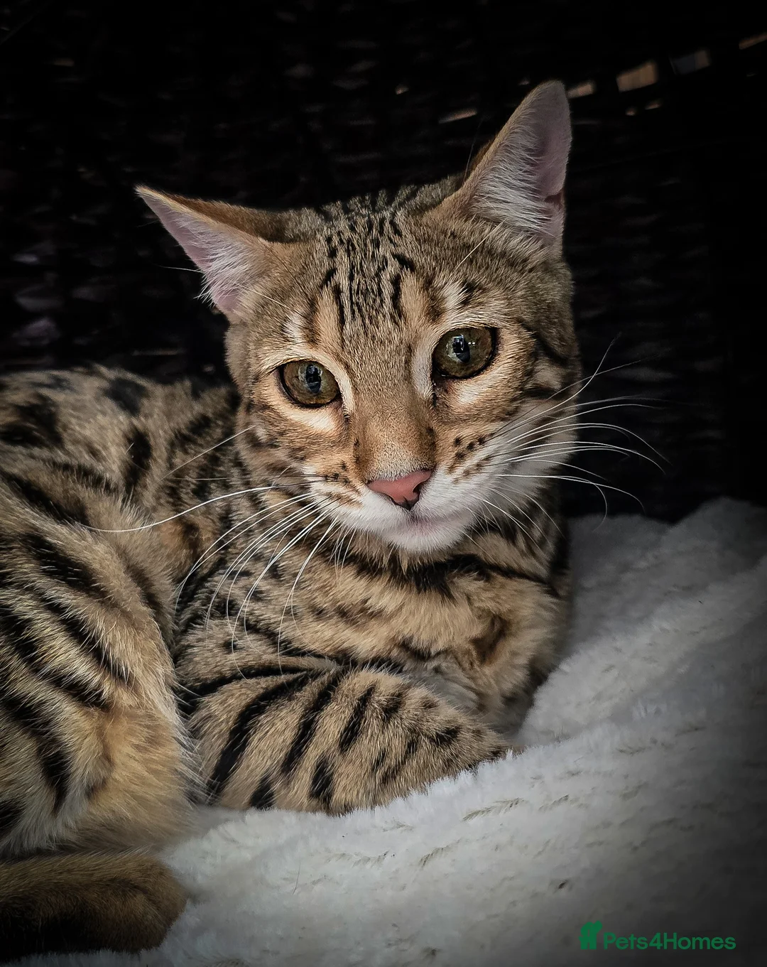 Bengal cats for sale: Looking for 5⭐️Forever Home for Our Beautiful Girl - Advert 5