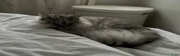 Persian cats for sale: GREY PERSIAN-TABBY FEMALE || 1 year and a half in Manchester - Advert 3
