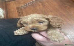 Cavapoo dogs for sale: Cavapoos puppies - Image 5