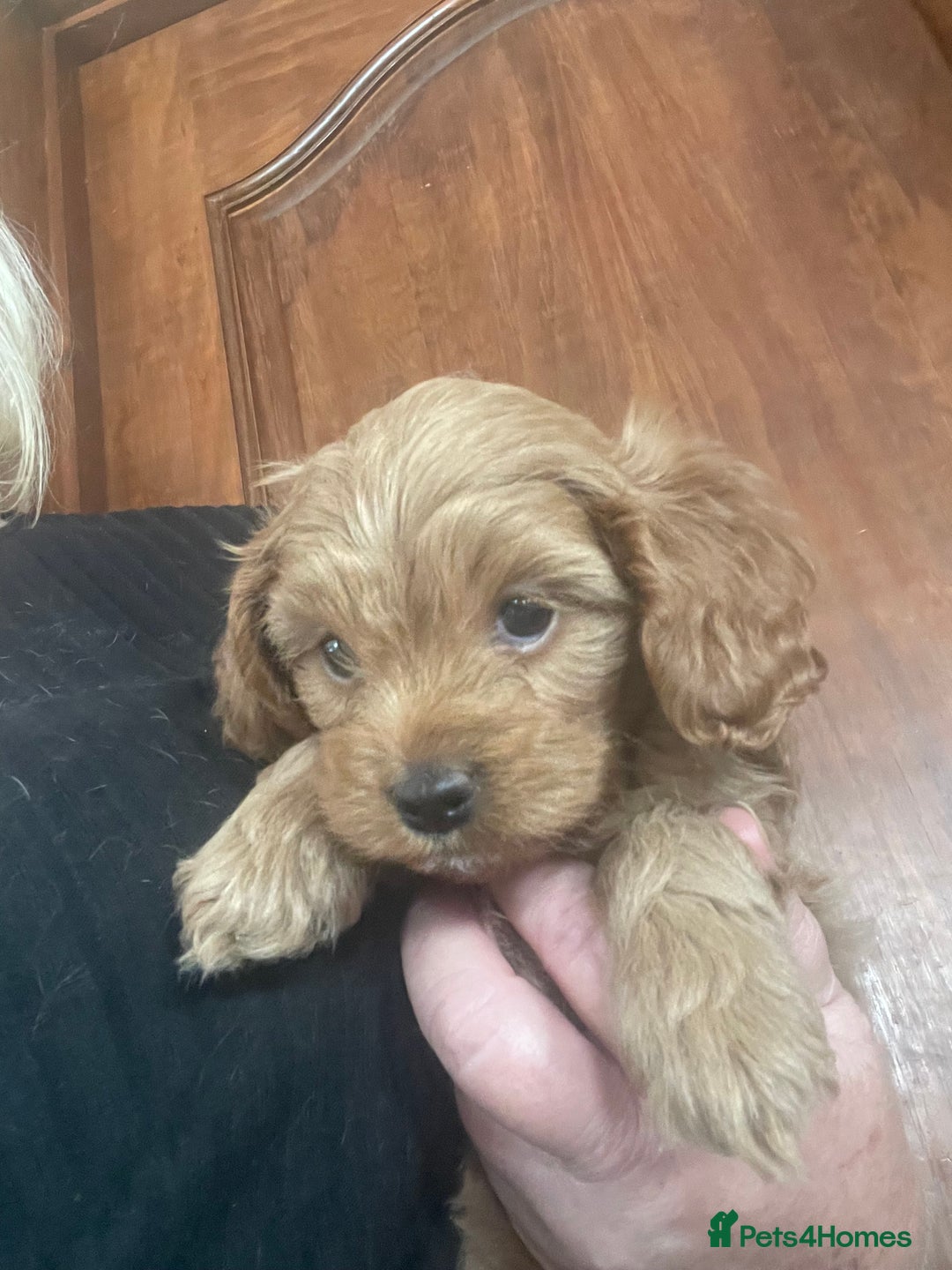 Cavapoo dogs for sale: Cavapoos puppies - Image 5