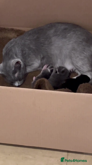 Russian Blue cats for sale: Russian blue kittens mixed - Advert 1
