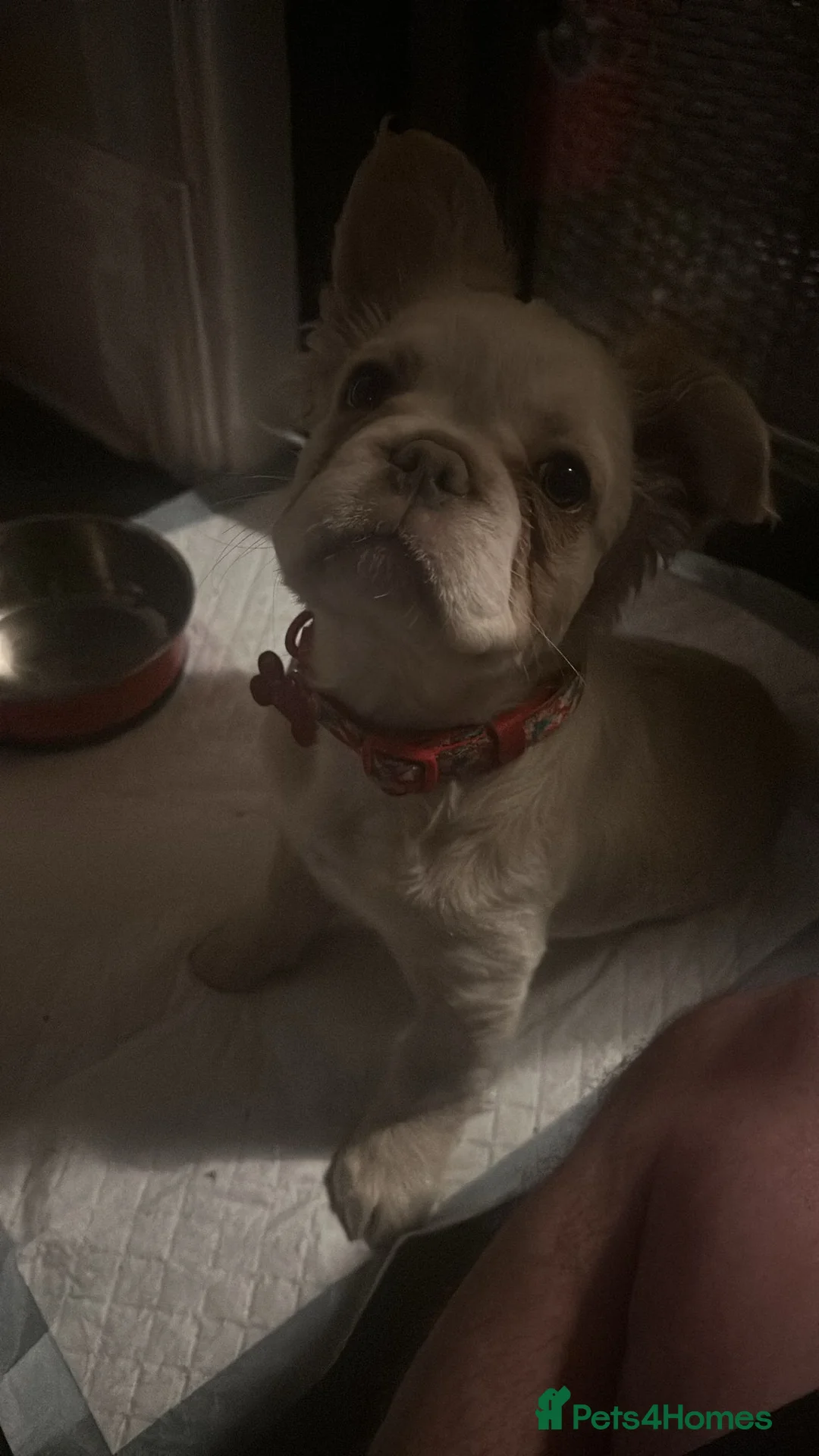 French Bulldog dogs for sale: Fluffy French bulldog - Advert 2