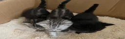 Mixed Breed cats for sale: Female Kitten - Advert 3