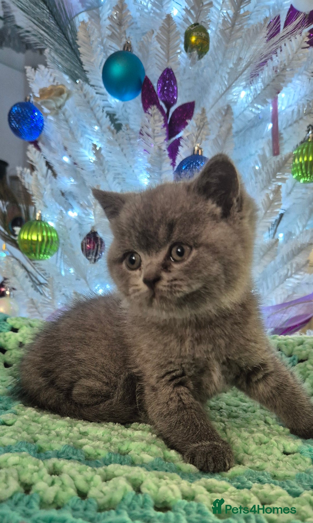 British Shorthair cats for sale: **Stunning TICA Registered Kittens** - Advert 16