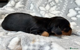 Cocker Spaniel dogs for sale: Champion bred KC health tested cockers  - Image 9