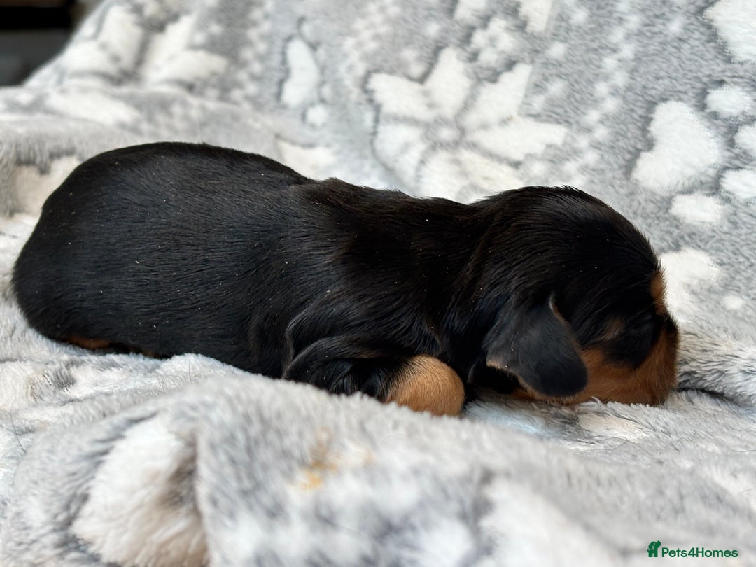 Cocker Spaniel dogs for sale: Champion bred KC health tested cockers  - Image 9