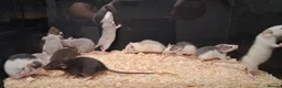 Rat rodents for sale: Baby Dumbo Rat's, various types  - Advert 30