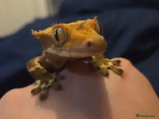 Mixed Breed reptiles Reptiles - Individual prices in description - Advert 1