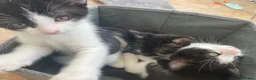 British Longhair cats for sale: British long-haired kittens for sale in urmston  in Manchester - Advert 11