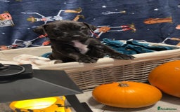 Mixed Breed dogs for sale: beautiful cane corso/ staff pups 7 left  - Image 4