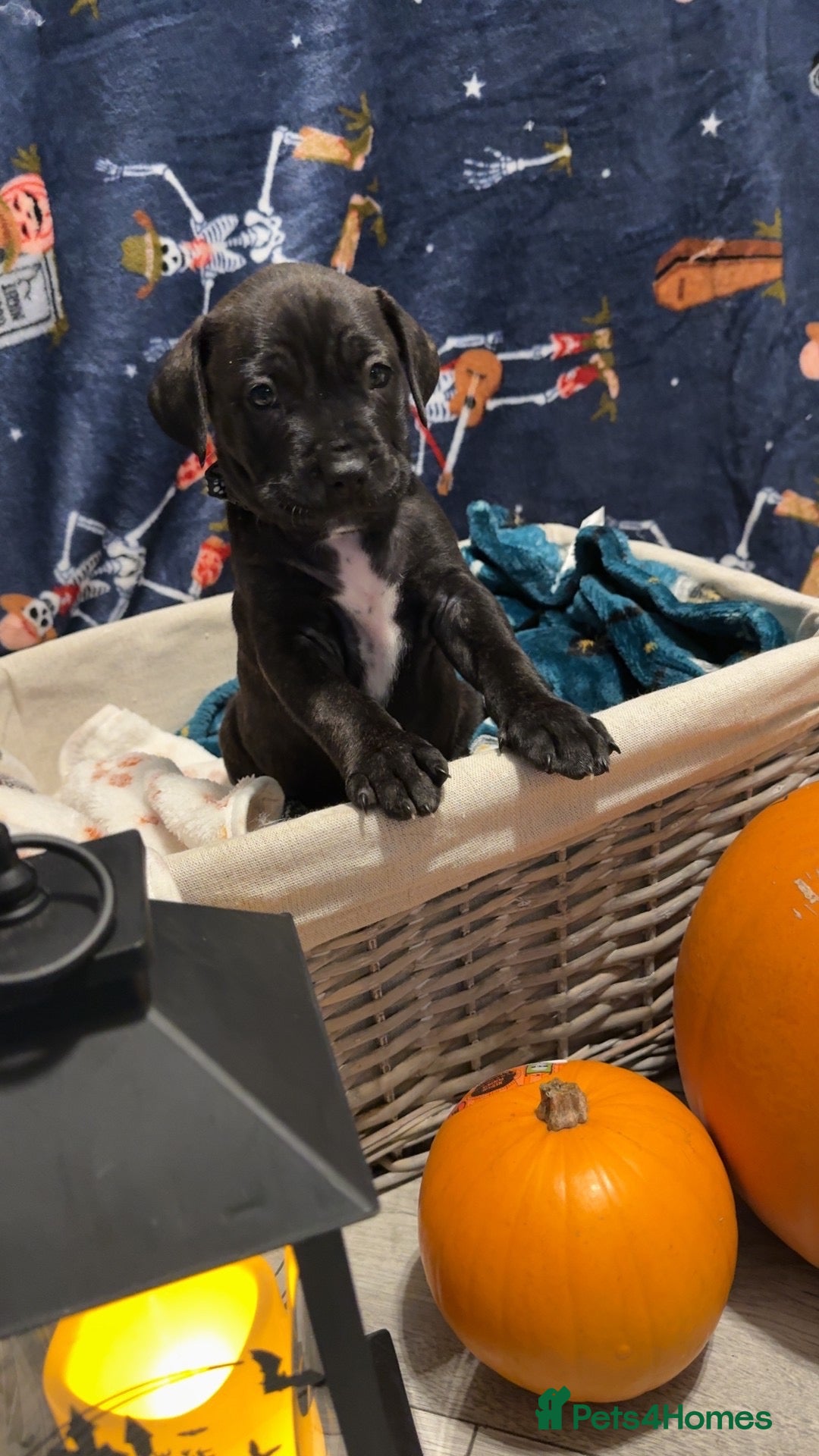 Mixed Breed dogs for sale: beautiful cane corso/ staff pups 7 left  - Image 4