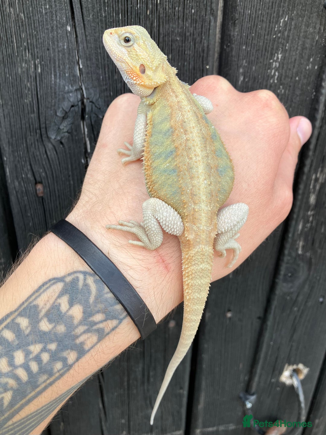 Bearded Dragon reptiles for sale: Various Bearded Dragon Morphs in Downham Market - Image 10
