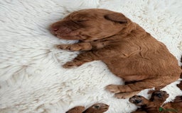 Miniature Poodle dogs for sale: Kc reg mini poodle 5 generation pedigree - Advert 8