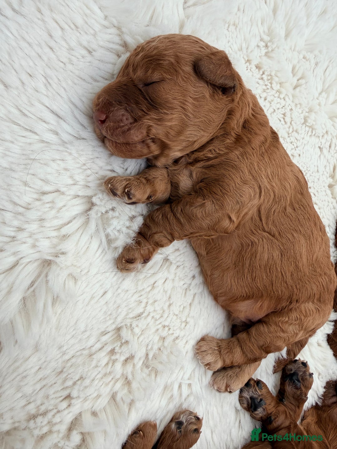 Miniature Poodle dogs for sale: Kc reg mini poodle 5 generation pedigree - Advert 8