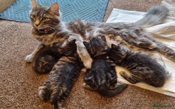 Maine Coon cats for sale: Beautiful fluffy Maine coon cross Kittens - Image 13