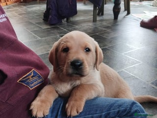 Labrador Retriever dogs KC Labrador puppies 5weeks old 3 boys - Advert 1