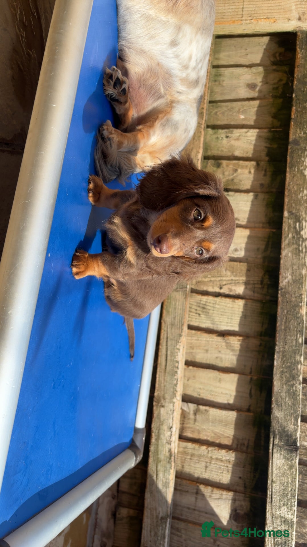 Dachshund dogs for sale: REDUCED ready for her new home  in Cardiff - Image 15