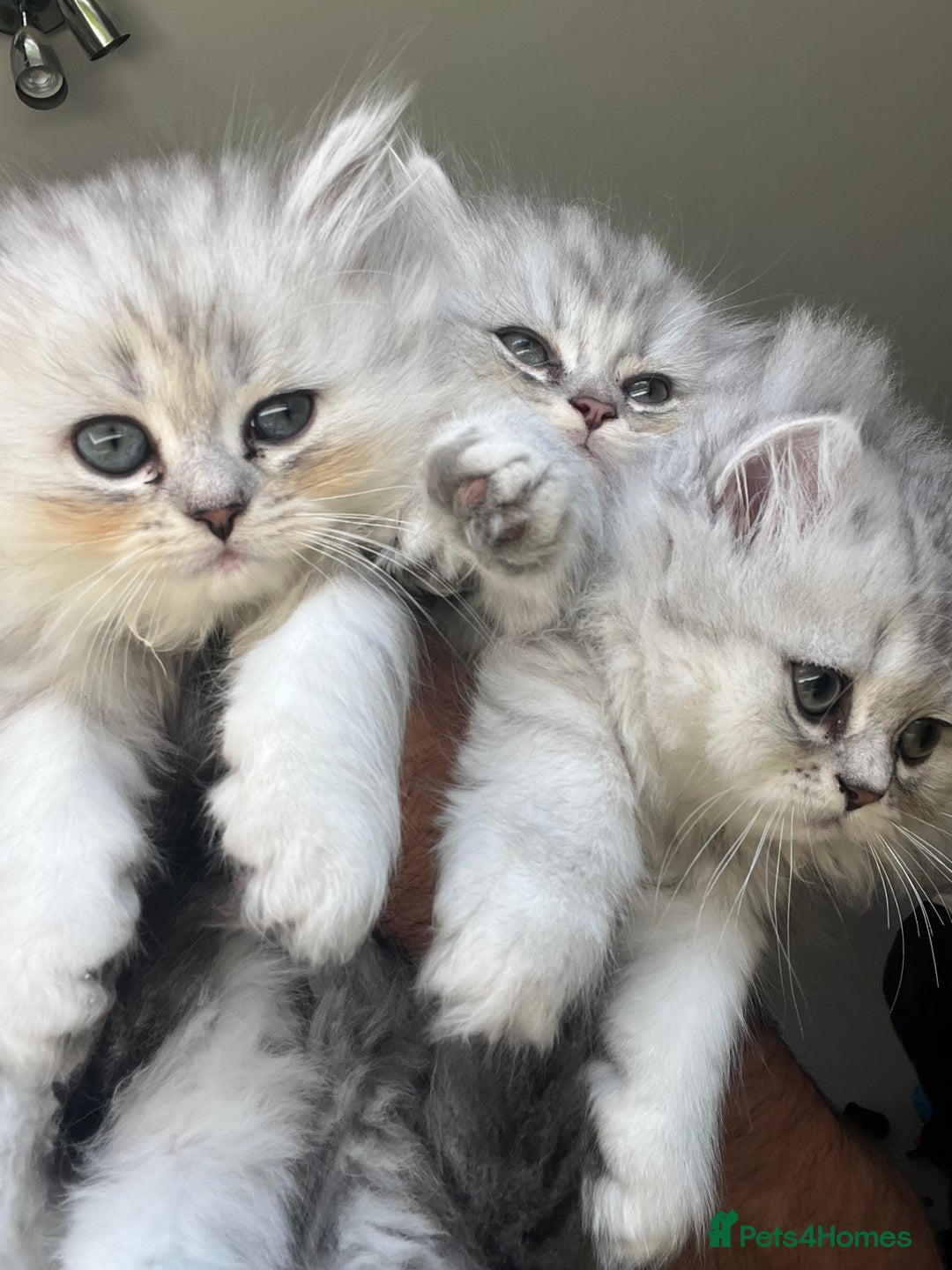 Persian cats for sale: Persian chinchilla kittens - Image 15