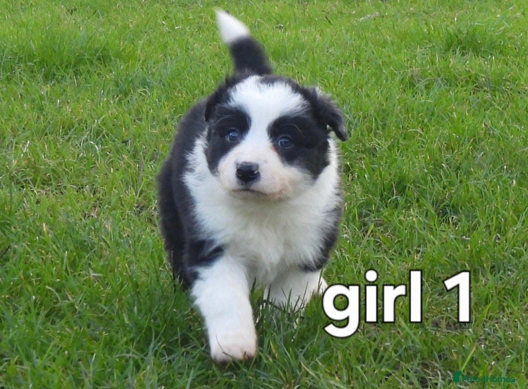 Border Collie dogs for sale: Border collie female pups for sale - Advert 2