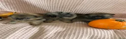 Pomeranian dogs for sale: Double coat stunning Pomeranians - Advert 8