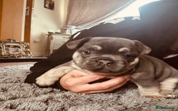 French Bulldog dogs for sale: Stunning French bulldog boy - Image 1