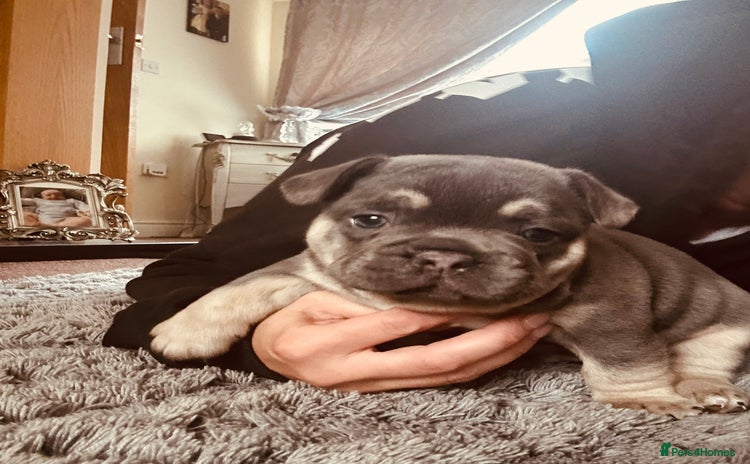 French Bulldog dogs - Advert 13