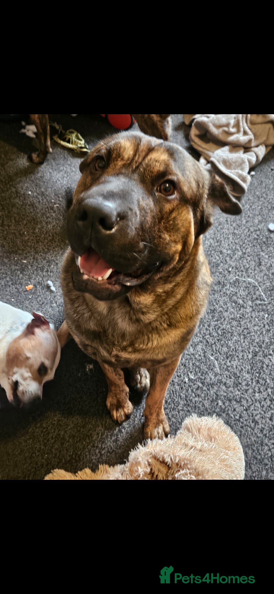 Mixed Breed dogs for sale: Cane corso x shar pei x staffy - Advert 10