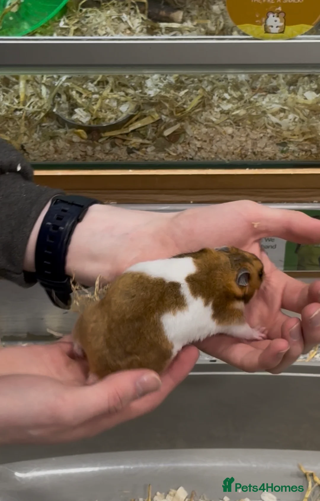 Hamster rodents for sale: Cookie in Nottingham - Advert 4