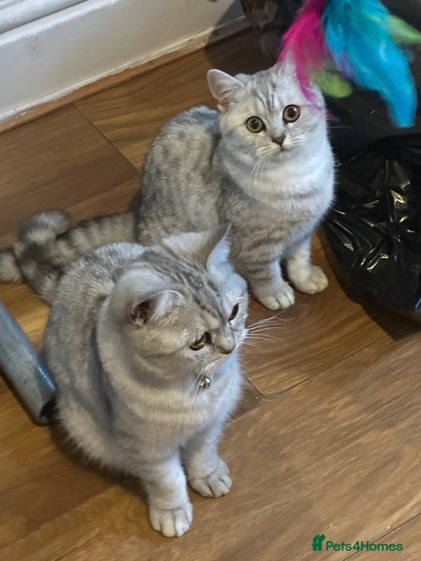 British Shorthair cats for sale: British Shorthair Kittens for sale - Advert 1