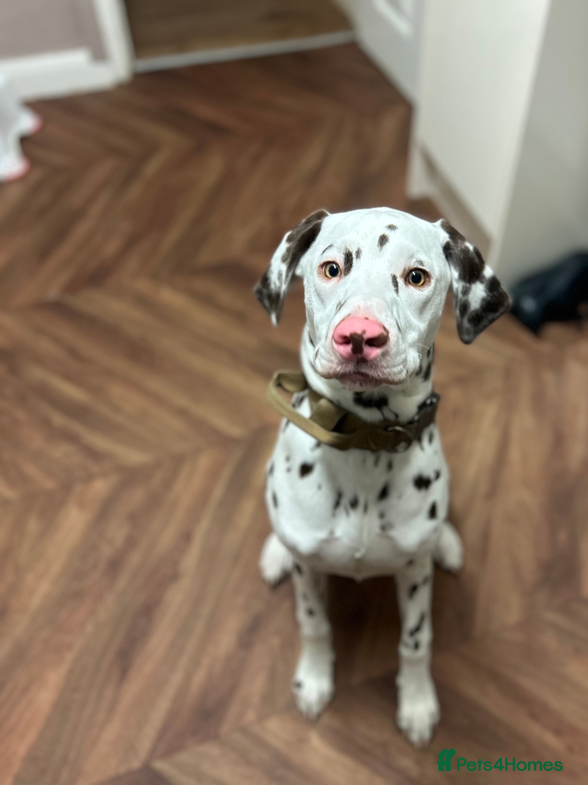 Dalmatian dogs Liver Dalmatian  - Advert 2