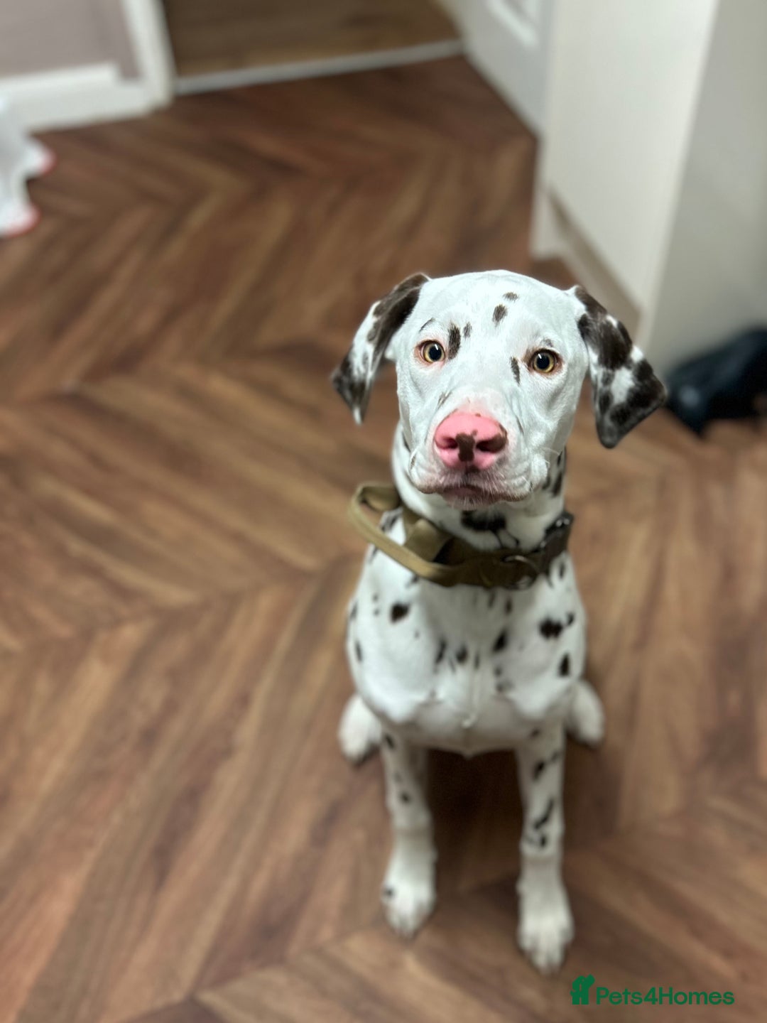 Dalmatian dogs for sale: Liver Dalmatian  - Advert 1