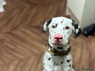 Dalmatian dogs Liver Dalmatian - Advert 2