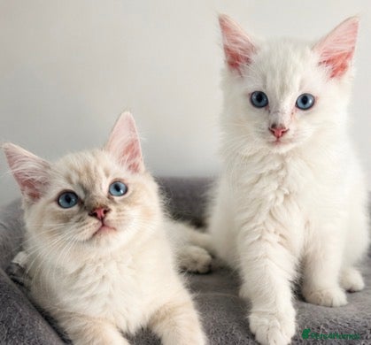 Ragdoll cats for sale: Ready to leave- 2 pedigree Ragdoll Boys - Advert 1