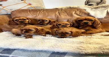Cavalier King Charles Spaniel dogs - Advert 10