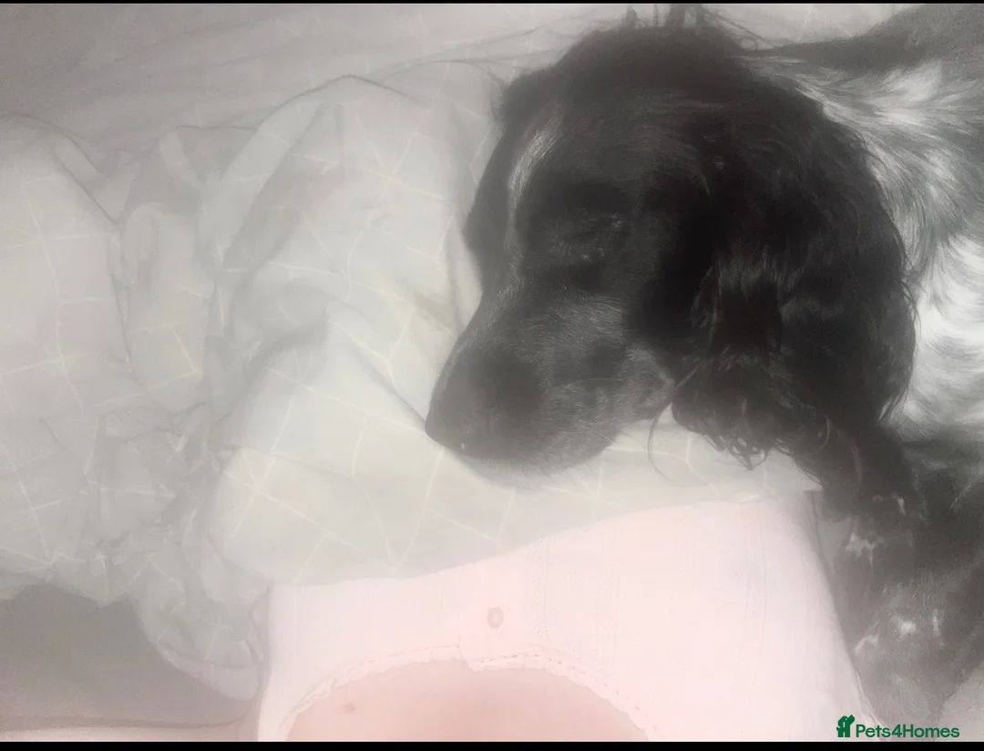 English Springer Spaniel dogs for sale: Urgently need a new home for my springer spaniel  in Neath - Advert 2