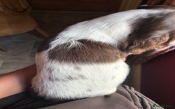 English Springer Spaniel dogs for sale: Stunning DNA Clear KC Springer Spaniel Puppies  - Image 20