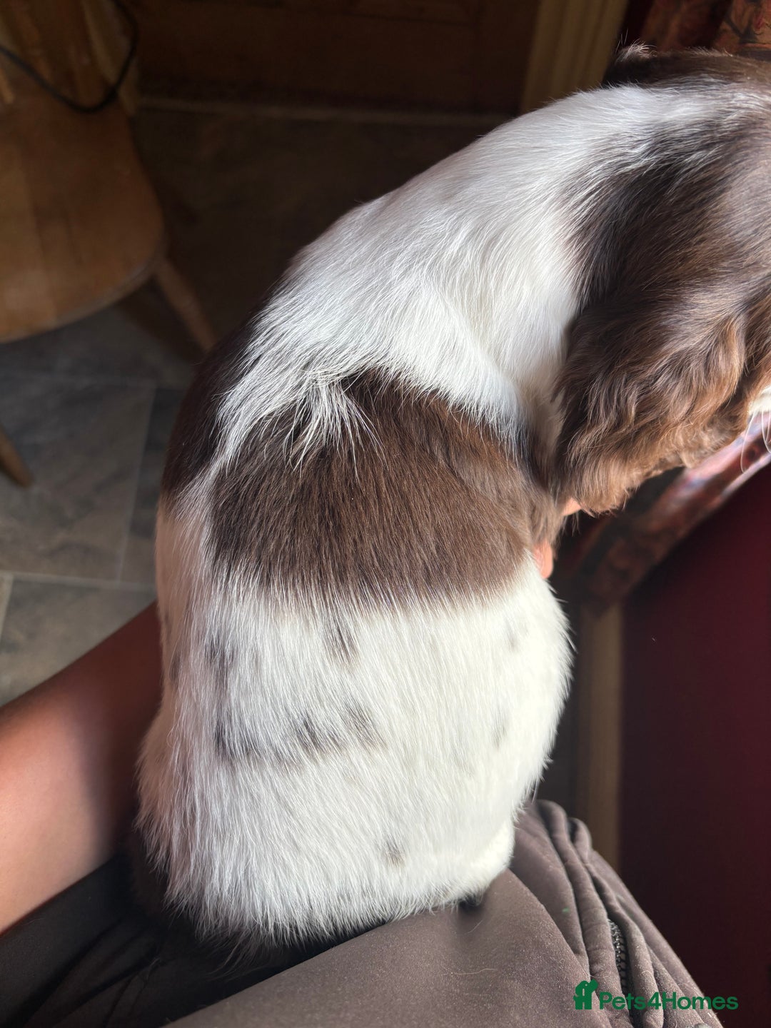 English Springer Spaniel dogs for sale: Stunning DNA Clear KC Springer Spaniel Puppies  - Image 20