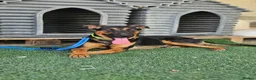 Mixed Breed dogs for adoption: AMELIA - 22 months old, Female, Mixed Breed in Eastbourne - Advert 13