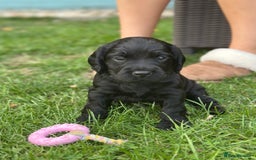 Cocker Spaniel dogs for sale: Cocker Spaniel Puppies looking for the best homes - Image 33