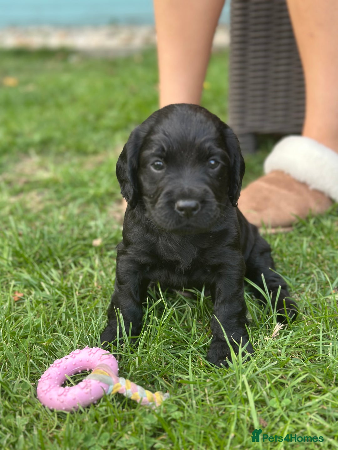 Cocker Spaniel dogs for sale: Cocker Spaniel Puppies looking for the best homes - Image 33