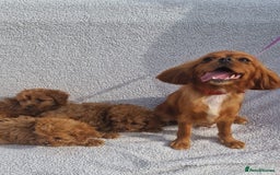 Cavapoo dogs for sale: Exquisite little cavapoos ready to go! - Image 10