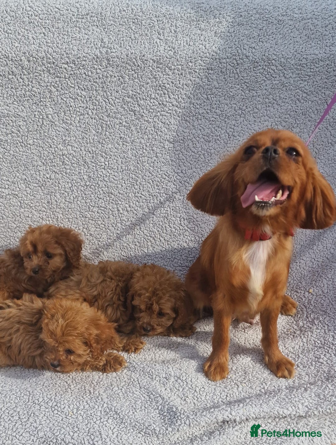 Cavapoo dogs for sale: Exquisite little cavapoos ready to go! - Image 10