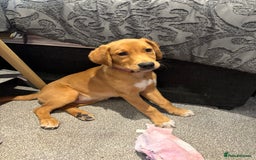 Goldador dogs for sale: 2 beautiful golden retriever cross Lab puppies - Image 5