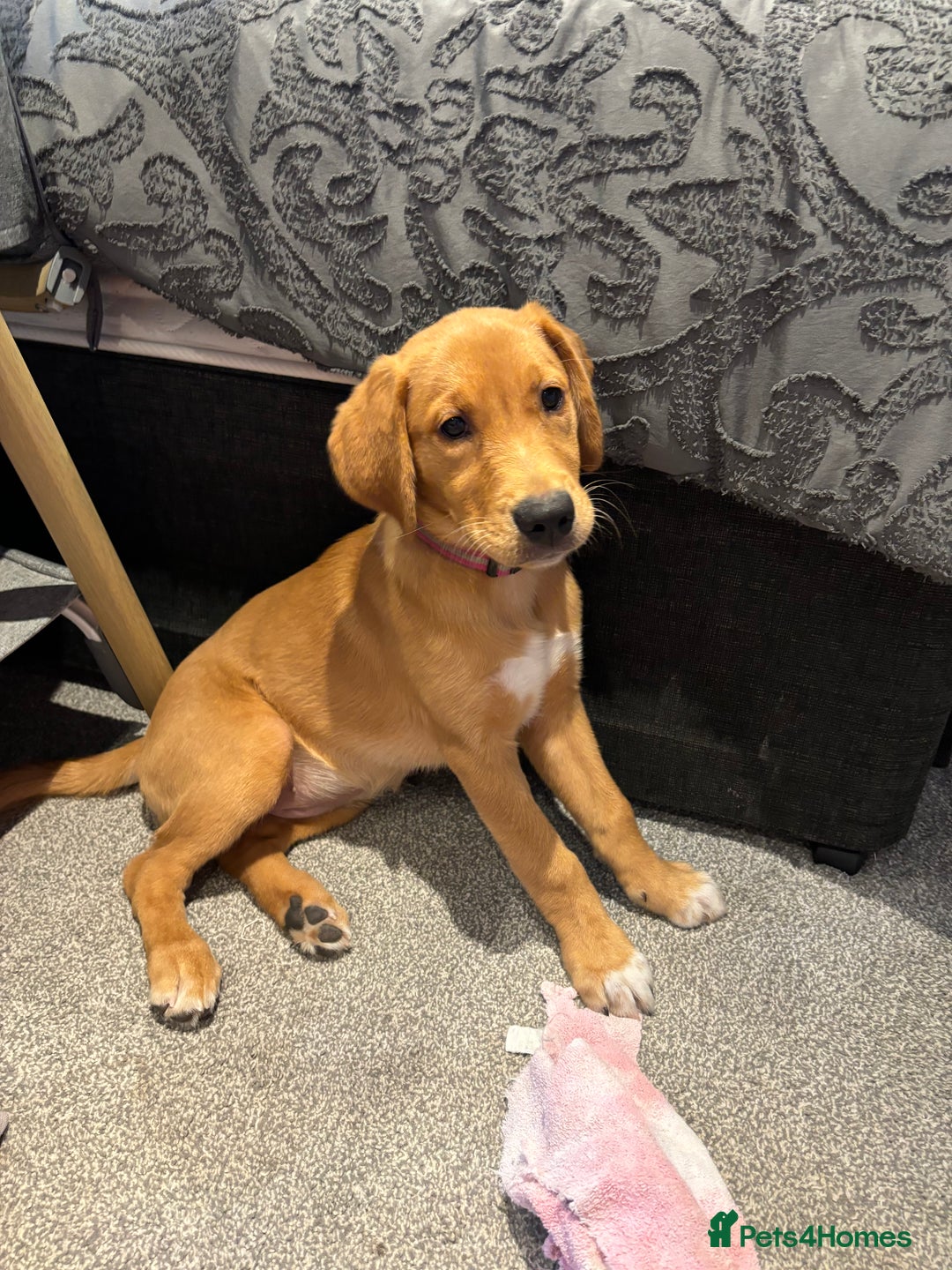 Goldador dogs for sale: 2 beautiful golden retriever cross Lab puppies - Image 5