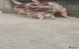Chihuahua dogs for stud: Chocolate Merle chihuahua stud - Image 6